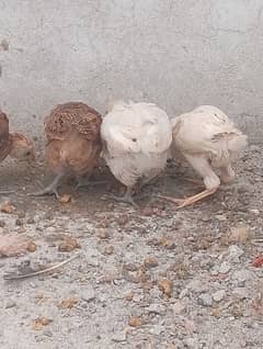 Aseel murgi with 10 chicks