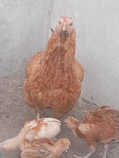 Aseel murgi with 10 chicks