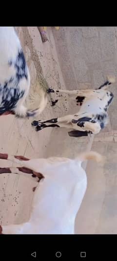 bakary Qurbani eid 2025