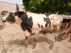 Qurbani Ke Bhtreen Janwar ,  Gher ky Pally hoe.
