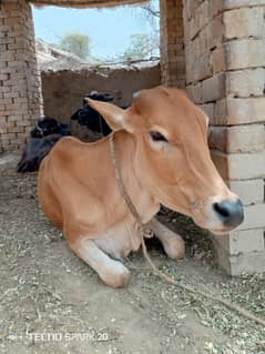 Cow