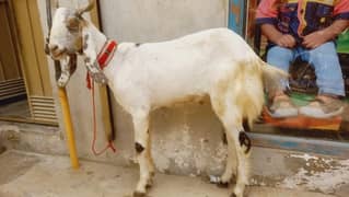 Khassi 2 Dant Bakra