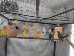 cocktail and love birds breeders pairs bantam chicks pigeon and cage