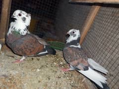 Fancy pigeon (blondinette)