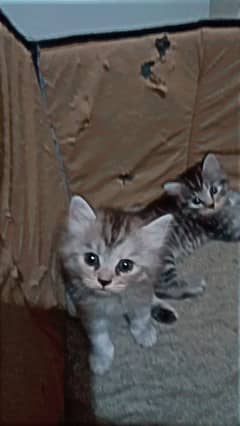 new born Persians babies looking for a new home