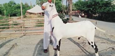 gulabi