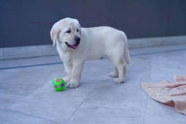 Pedigreed British Labrador Puppies