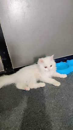 Kitten