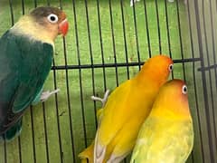 Love Birds For Sale