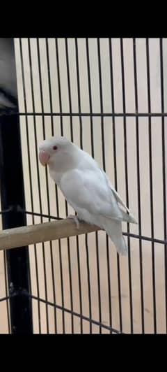 they  are very cute love birds. albaino, blue fisher,red eye, split,
