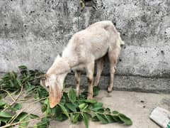 Goat for sale