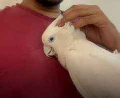 Fully tamed Ducorp cockatoo for sale
