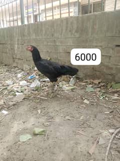 Thai murgi | Heera murgi | thai chicks