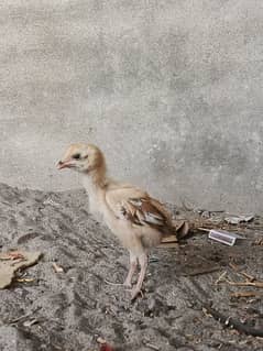 BABY CHICKS
