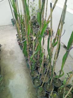 Dragon fruit plants for sale , 2 varieties , alice white , vietnam red