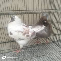 piegon