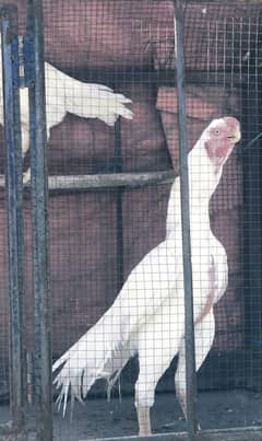 parrot beak long tail eggs