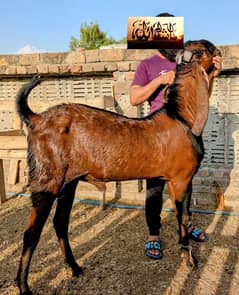beetal bakra healthy and beautiful full size for qurbani