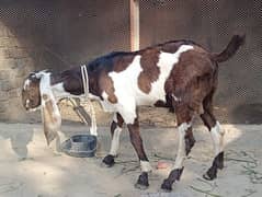 Bakra