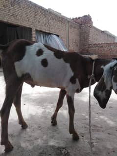 Bakray For Sale Qurbani