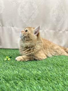 Persian Cat