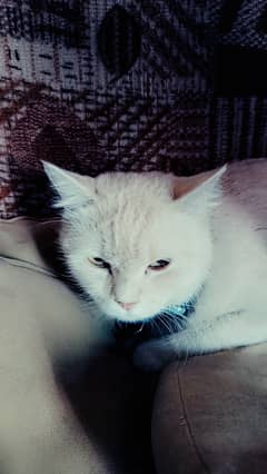 Beautiful loving cat