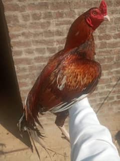 aseel