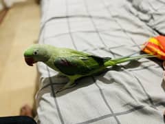 Pahari parrot