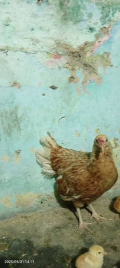 pure desi hen with 5 chicks