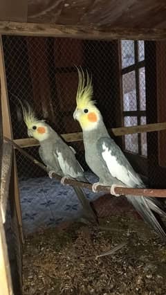 Cockatiel for sell