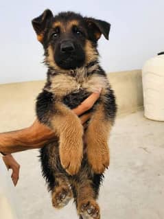 German shepherd puppies Double CoatMy WhatsApp number 03407290940