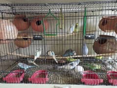 budgies