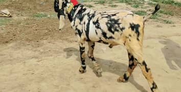 Bakra qurbani ke liye for sale. ,,03,,41,,73,,16,,,113,,,,