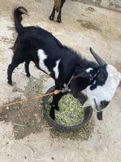 Qurbani bakra for sale