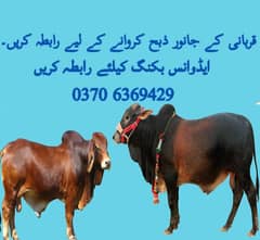 Qasai for Qurbani / Qasai Available for Qurbani / Book Qasai for bull