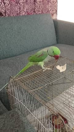 pahari tota