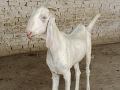 Eid