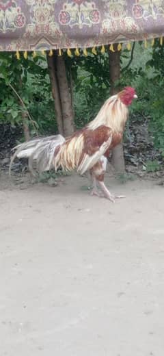 Murga for sale