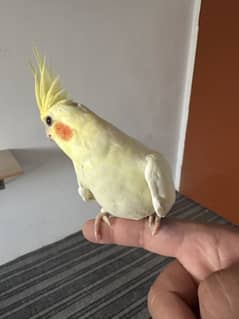 Cockatiel