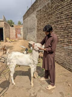 bakry ghar k paly hoy