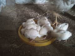 White Heera Aseel chicks available Healty
