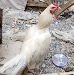 Hera aseel male is available