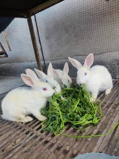 red eyes rabbit adult