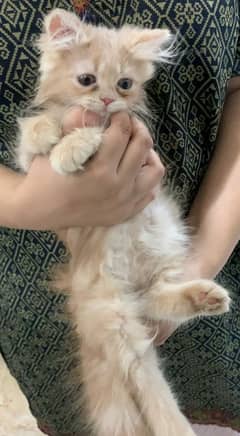 Persian cat