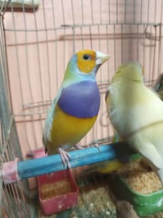 5 goulden male for sale