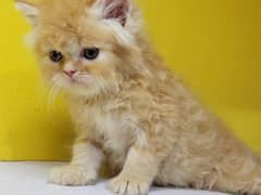persian cat