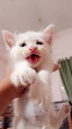 2 Month old Persian cat baby available