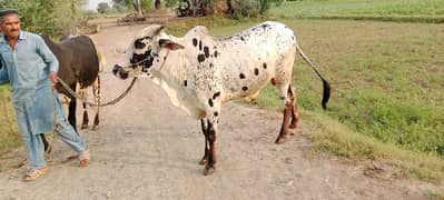 Qurbani