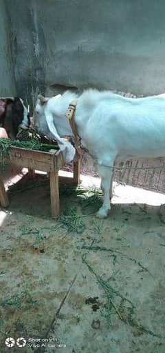 Goats For Eid Qurbani|Qurbani Ka Janwar|Bakra |Goat 4 dant or donda