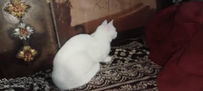 Persian cat